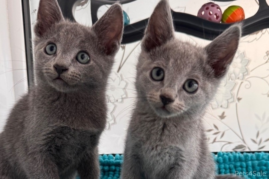 TICA active Russian Blue kittens