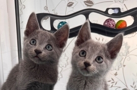 TICA active Russian Blue kittens 