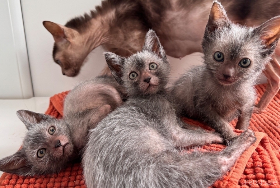 Lykoi kittens for sale