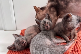 Lykoi kittens for sale