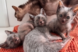 Lykoi kittens for sale