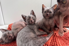 Lykoi kittens for sale