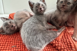 Lykoi kittens for sale