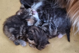 Reduced GCCF registered persian kittens 