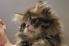 Reduced GCCF registered persian kittens 