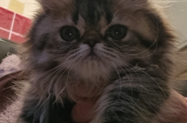 Reduced GCCF registered persian kittens 