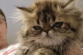 Reduced GCCF registered persian kittens 