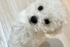 Bichon Frise puppy