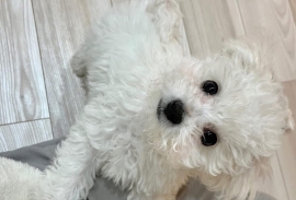 Bichon Frise puppy