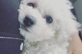 Bichon Frise puppy