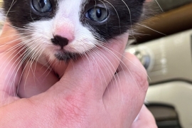 Beautiful black and white boy kitten 