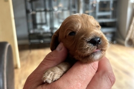 F1 Cockapoo puppies