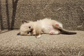 Beautiful baby ragdolls 