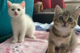 2 Scottish Fold Kittens Left 