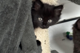 Maine coon kittens