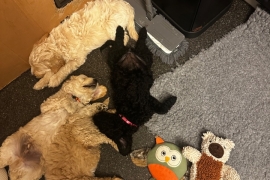 Australian double doodles multigenerational 