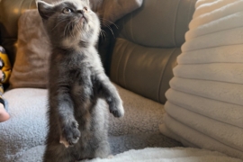 Champion Bloodline British Shorthair Kittens 