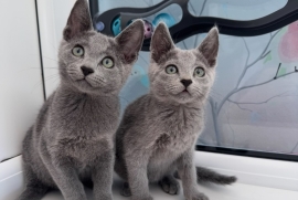 TICA active Russian Blue kittens 