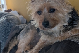 4 year old chorkie 