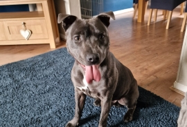 Bleu, KC REGISTERED 