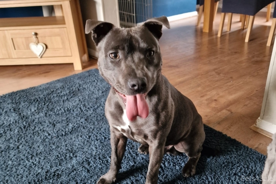 Bleu, KC REGISTERED