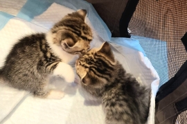 British Shorthair Kittens