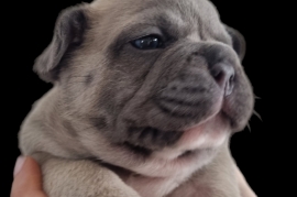 KC registered French bulldog Puppy