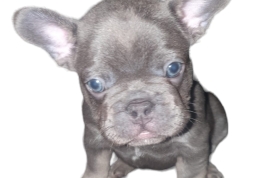 KC registered French bulldog Puppy