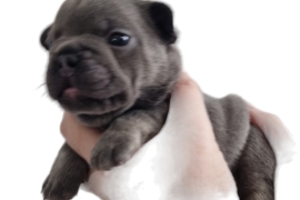KC registered French bulldog Puppy