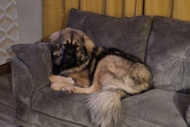 Caucasian shepherd 