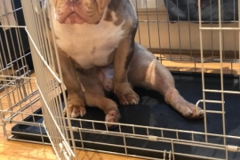 POCKET American Bully needs forever home