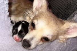 2 male puppies 