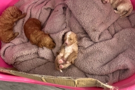 Lhasapoo puppies 