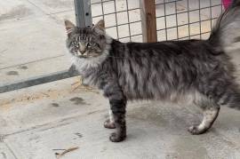 Maine Coon Adult Male 18 months old