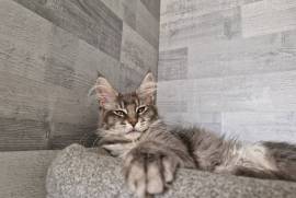 Pure breed Maine coon kittens 