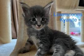 Maine coon kittens 