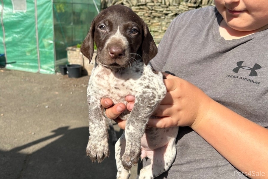 GSP puppies for sale