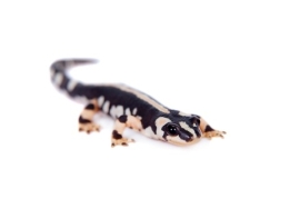 Iranian Kaiser Newt