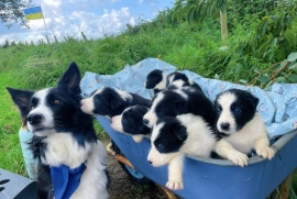 Beautiful Border Collies For Sale, ISDS registered