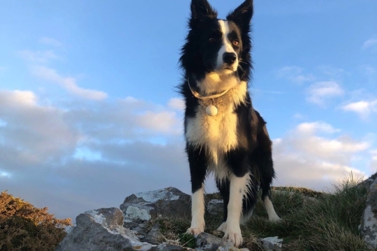 Beautiful Border Collies For Sale ISDS registered