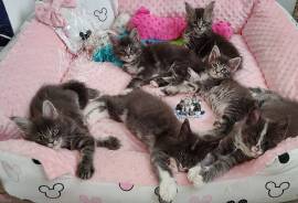 Blue silver kittens 