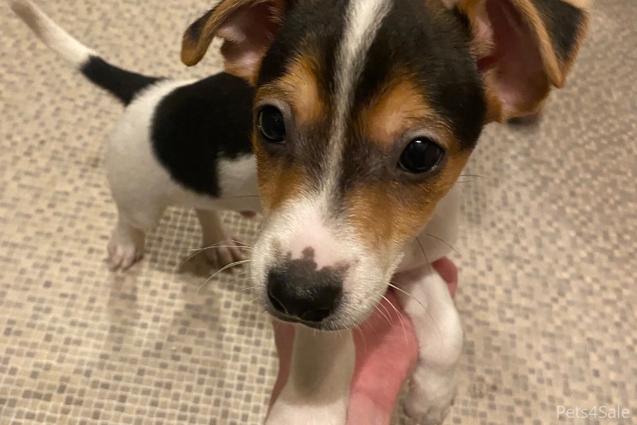 2 male jack russell pups