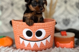Amazing Yorkshire terrier puppies 