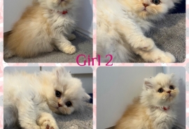 Pedigree Persian Kittens 