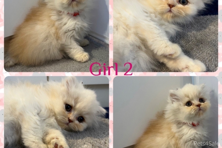 Pedigree Persian Kittens