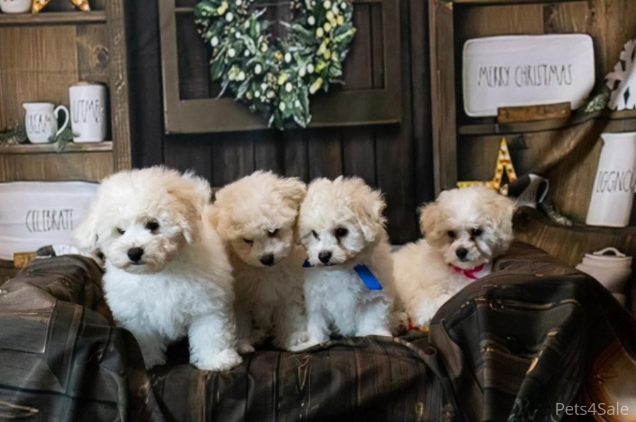 Gorgeous puppies