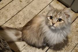 Persian/RBLH kitten