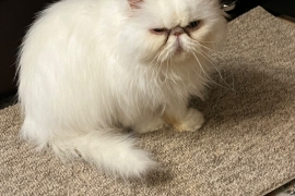 Pure pedigree Persian female cat 